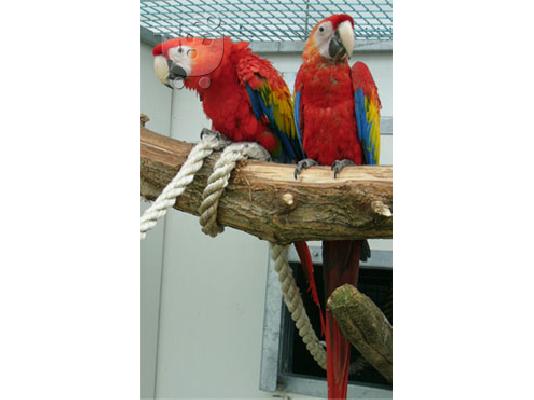 PoulaTo: Give our parrots for free. 